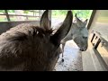 Evacuating Our Beloved Sanctuary Namesake Donkey and Her Partner | Harvey Survivors | TX Flood