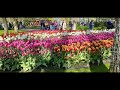 Spring Gardens 2023 | Tulips Attraction | Netherlands