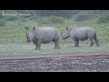 Beautiful Animal Moments - Dog, Cat, Chicken, Elephant, Cow, Sheep - Animal Sounds