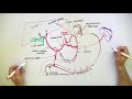 Celiac Trunk - Arterial supply to the Stomach