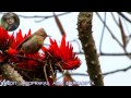 Rufous-vented Yuhina A Bird Video..