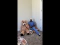 Woman found bear costume and wears it #Shorts