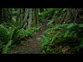 Rainforest Walk Rain for SLEEP, Gentle Rain Sounds [3D Audio, ASMR]