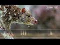 Spotted-tailed Quoll Sounds - Harsh, rasping calls