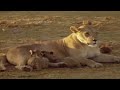 A Magnificent Lion Pride Lies In Wait To Ambush Prey | The Lions Of Etosha | Real Wild