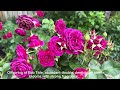 20+ David Austin Roses, Kordes roses, Weeks roses in zone 5: 5区玫瑰花园21种玫瑰月季品种介绍