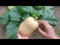 Growing butternut squash with actual results - part 2