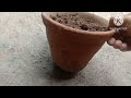 जुलाई -अगस्त में कटिंग से लगने वाले पौधें। How to grow plants from stem cutting.Plant propagation