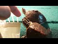 How To Make Your Turtle Not Afraid Of You?