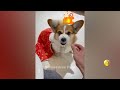 FUNNIEST CAT AND DOG VIDEOS 2023 #37