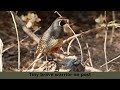 California Quail takes his lady for a dust bath