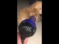 Golden Retriever blowout day