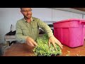 My 3 Most Profitable Microgreens