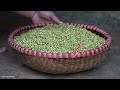 How To Grow Mung Bean Sprouts with Bamboo basket - Harvest After 5 Days Go To Market Sell | Cooking