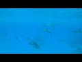 Dolphins at electric beach