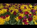 Canadian Tulip Festival 2024  in Commissioners Park in Ottawa Canada