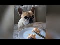 New Funny Animals😺🐶Best Funny Dogs and Cats Videos Of The Week😛
