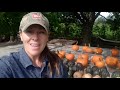 When & How to Harvest Winter Squash and Pumpkins!