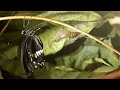 Butterfly Metamorphosis - Documentary