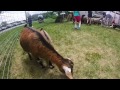 Animals at Shaw Farm
