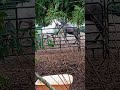 Horses play fighting