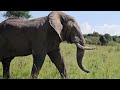 Large Bull Elephant Gets Very Close!