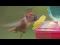 Hummingbird  with Olympus EM1.2 and 300mm F4 hand held video.