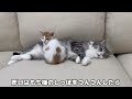 ついに初めて子猫に心を開いて受け入れてくれた先輩猫がまさかのこうなってました…