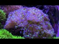 Nitrate In Your Reef Tank? (DON'T MAKE A PROBLEM OUT OF IT!)