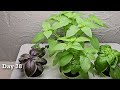 How to Grow Herbs & Edible Flowers with All-In-One Grow Light Tray Kit | Hydroponics | Microgreens