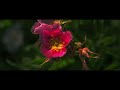 Jubilance | SONY FX30 | Sigma 18-50MM F2.8 | 4K Cinematic Film