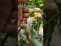 how to graft a mango tree,#planting #fruits #tree #grafting
