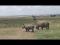 サイ親子で散歩　Rhino mother and baby walking in Nairobi