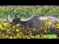 Asiatic Wild Water Buffalo Amidst Water Hyacinth Grazing