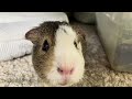 (Piggy Vlog) A Piggy's Very Ordinary Day! 20240516 EP84