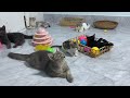 Funniest Cats And Dogs Videos🤣- Best Funny Animal Videos 2024😻