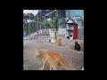 😹🐱 Try Not To Laugh Dogs And Cats 🙀😍 Funny Animal Videos #16