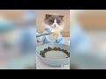 That Little Puff | Cats Make Food | TikTok Compilation 2024 #107
