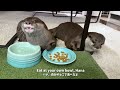 Otters Battle with Stare-Off of the Century!