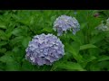 2024年6月8日 茶屋ヶ坂公園の紫陽花　Chayagasaka Park Hydrangea Garden