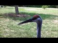 Kevin the Sandhill crane