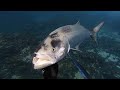 Así Pescamos Estos Peces Gigantes Con Arpón - Pesca Submarina