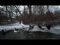 Ducks by the river