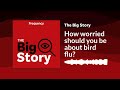 How worried should you be about bird flu? | The Big Story