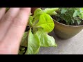 Late April Apartment Garden Tour!🌿 Greenstalk || Container Gardening🌸