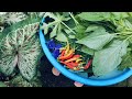 Berkebun Asyik Berkebun Produktif Merawat Tanaman Petik-Petik Sesuai Kebutuhan