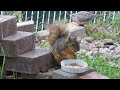 Pregnant(?) Squirrel Mrs Munchie Munching Pecans