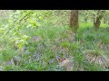 A Stroll Through The Bluebells #walk #nature #relax