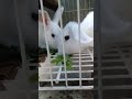 My NEW Bunnies/Eating Malunggay Leaves