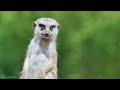 African Safari 4K • Wildlife Relaxation Film with Peaceful Relaxing Music and Animals Video Ultra HD